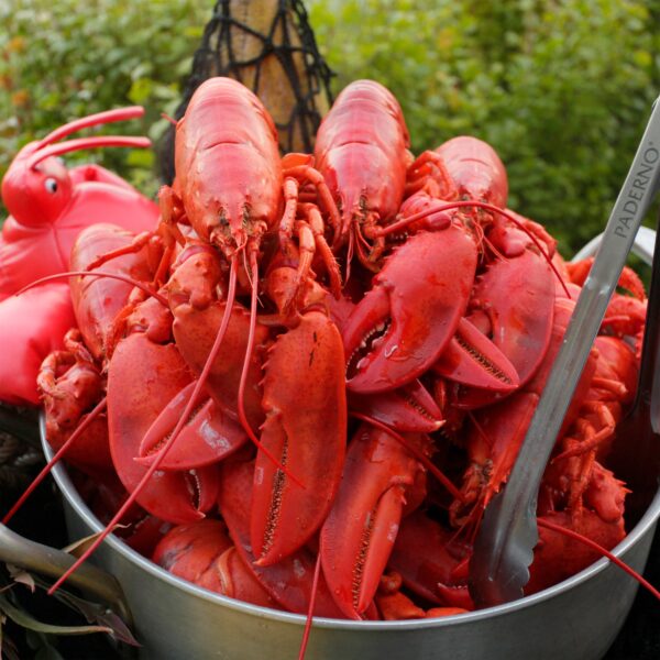 East Coast Seafood Whole Cooked Lobsters, (6-7 Lobsters/1.25-1.50 Lbs. Each Lobster), Total 10 Lbs.